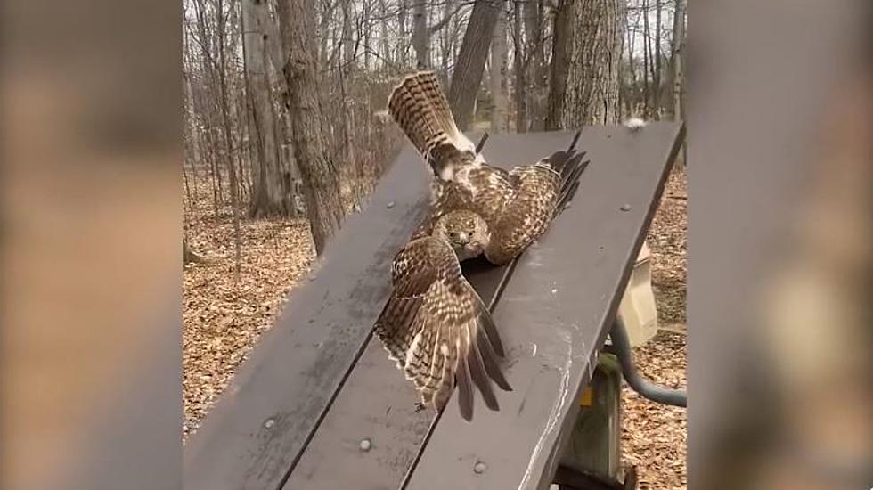 Red-tailed Hawk Stuck In NY State Picnic Table! How Does This  Happen?