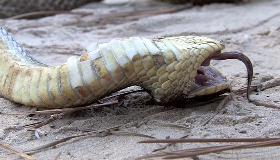 This Deceptive Snake Found in New York State! Is It Dead or Alive?