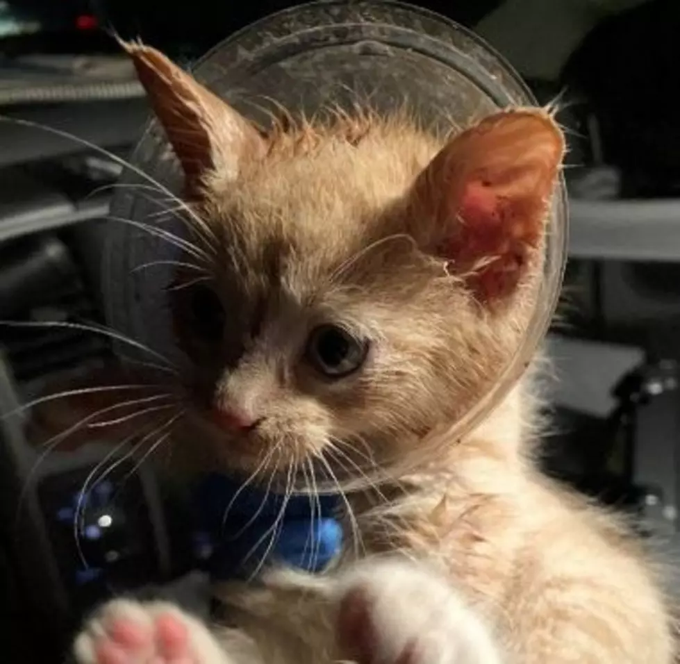 NY Officer Saves Kitten Stuck In Fast Food Cup! How Did That Happen?