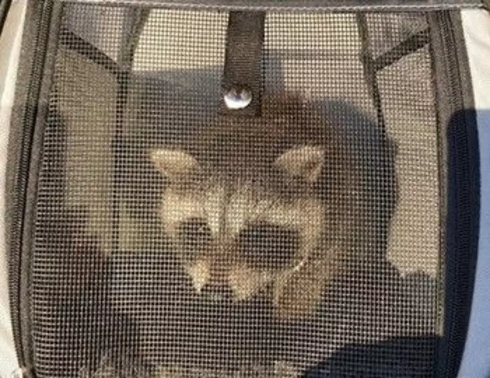 New York Couple Take Illegal Pet Raccoon to Store! What Happened Next?