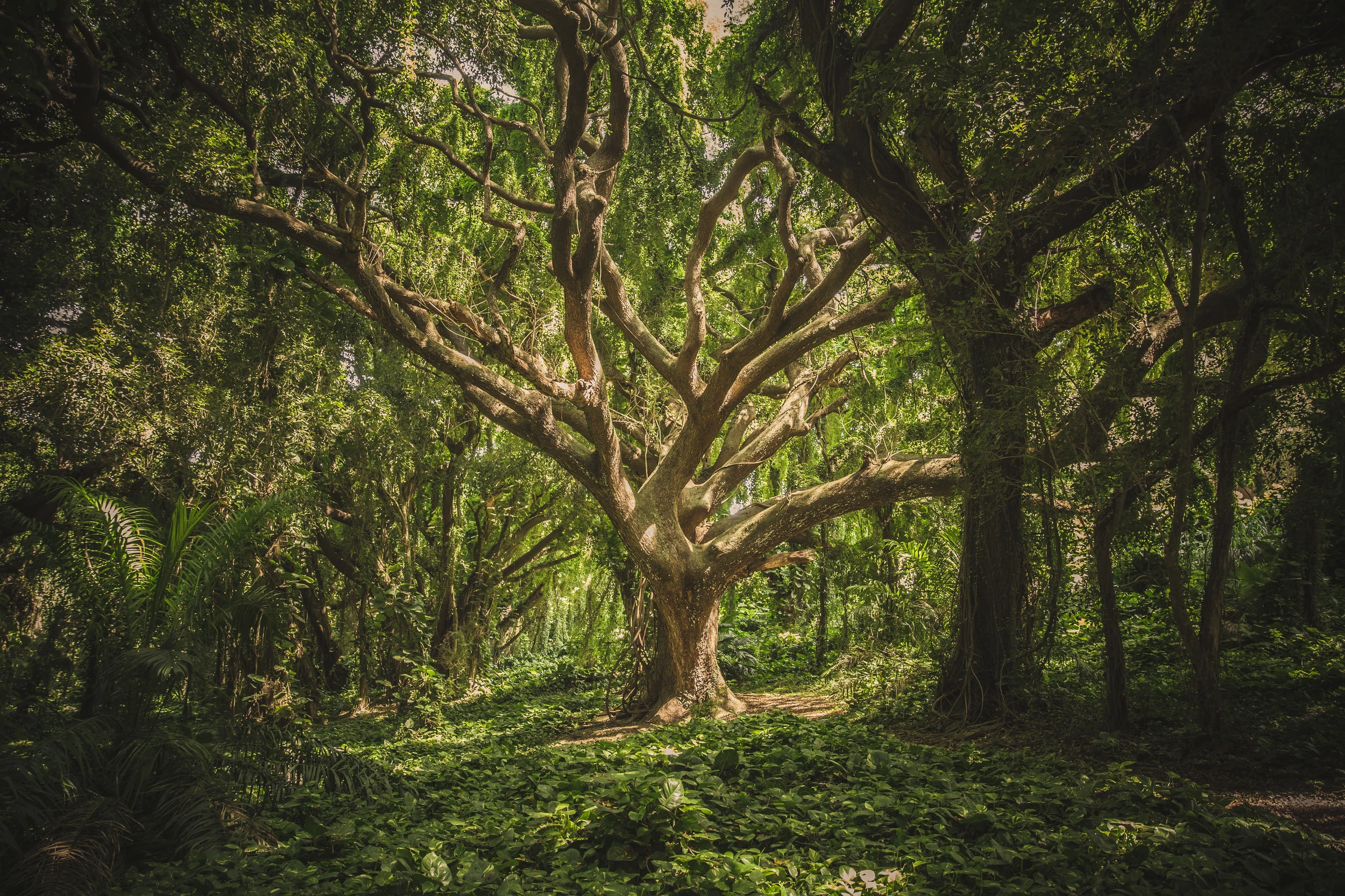 Did You Know The Oldest Forest In the World Is In New York State?