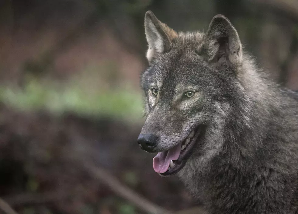 Wolves in the Capital Region? DNA test says YES