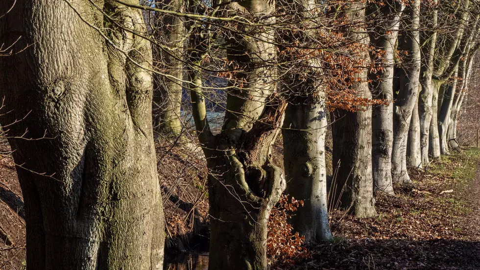 New York State Beech Trees Are Dying Rapidly! What Is This Disease?