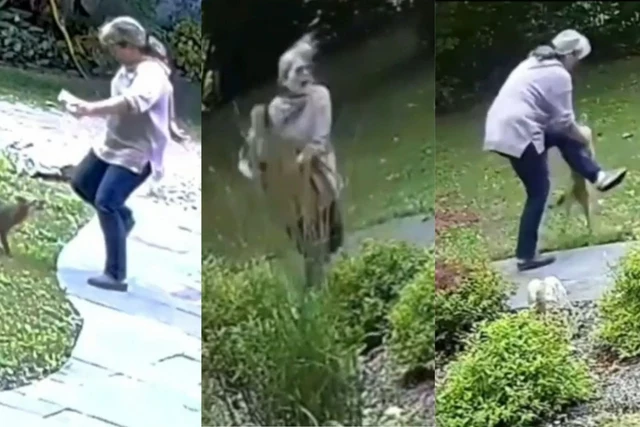 Video Catches Upstate NY Woman Attacked by Rabid Fox!