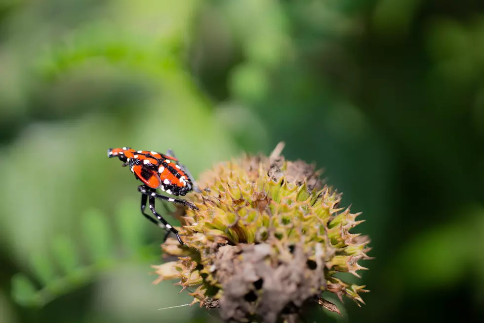 New York State Invaded By this Bug! Have You Seen It? Kill It!