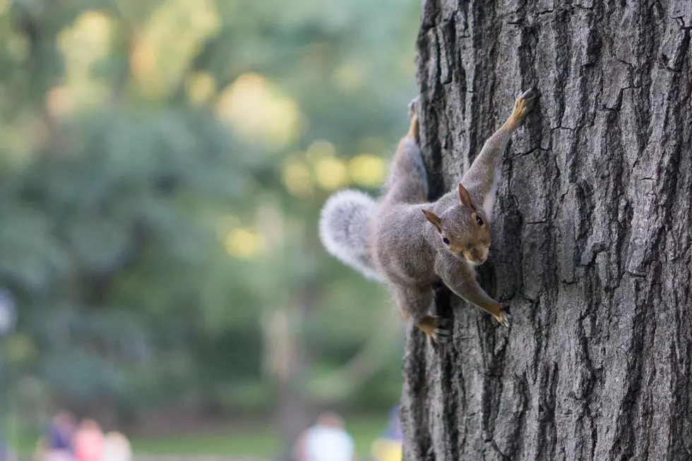 NY State Squirrels Are Acting Weird! What's With the Splooting?