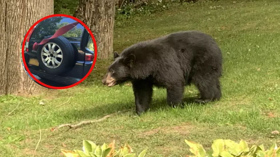 WATCH As Bear Escapes SUV in Ulster County! Why Was He Inside?