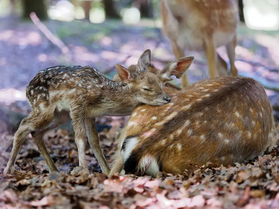 This Deadly Virus Detected for First Time in NY State Deer!