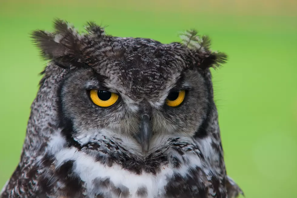 Soccer Nets Potentially Dangerous to NY Owls! Here’s One Reason Why!