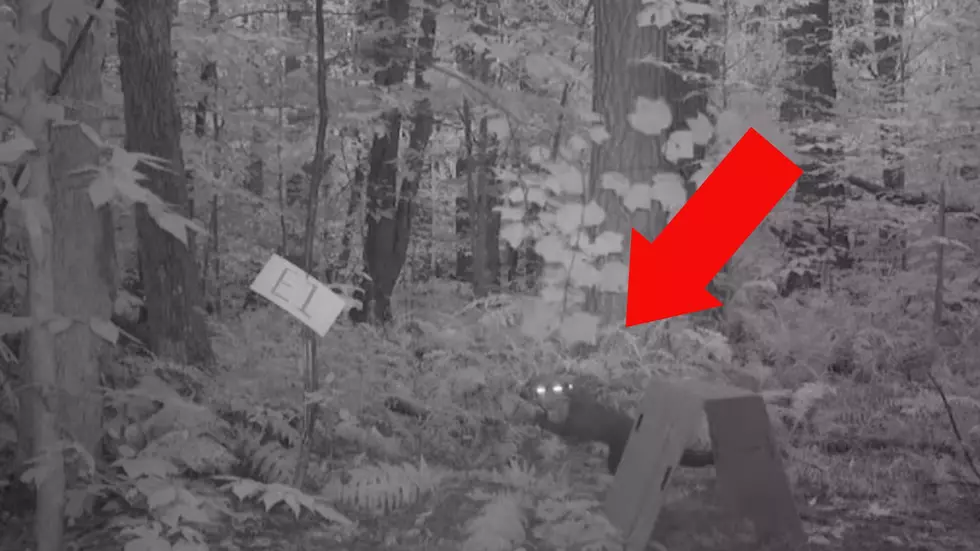 NY Trail Cam Captures Playful Fisher! Are They As Mean As People Say?