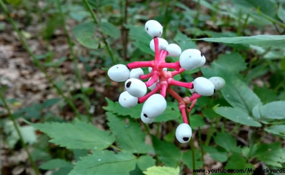 This Poisonous Plant Is All Over New York! Is It Really Deadly? image