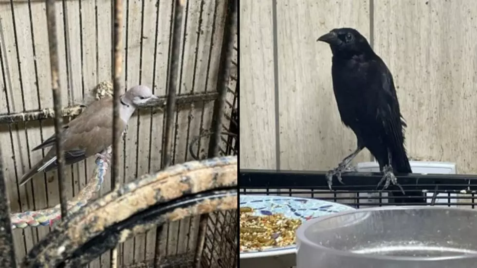 Wildlife Hoarding Busted In New York! Hundreds of Birds In One Home!