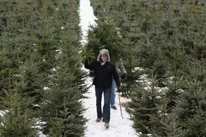 Looking for a Christmas Tree? These 7 Capital Region Tree Farms...