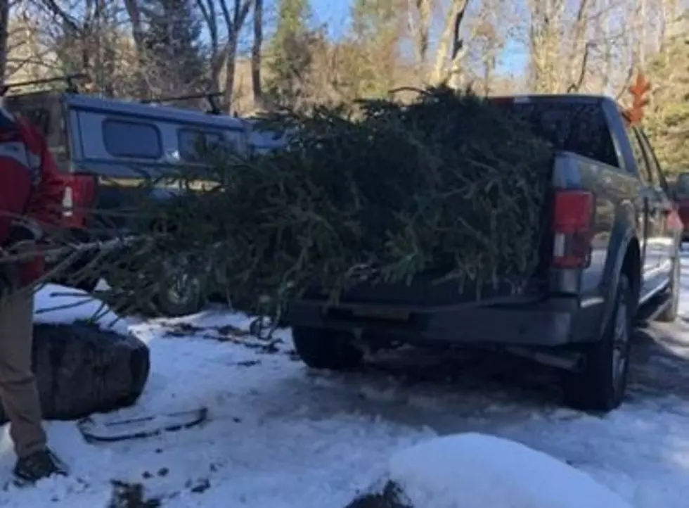 New York Man Illegally Cuts Down Christmas Tree