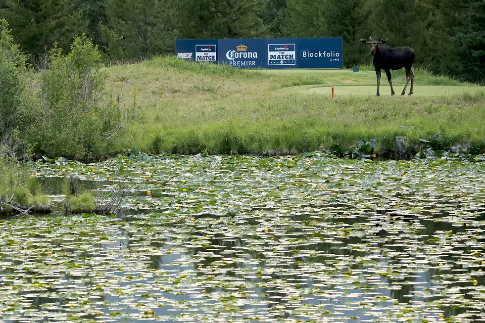 Where Are the Best Places to See Moose in New York State?