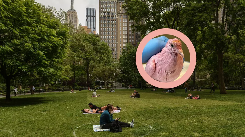 A Pink Pigeon In New York? How Did This Happen?