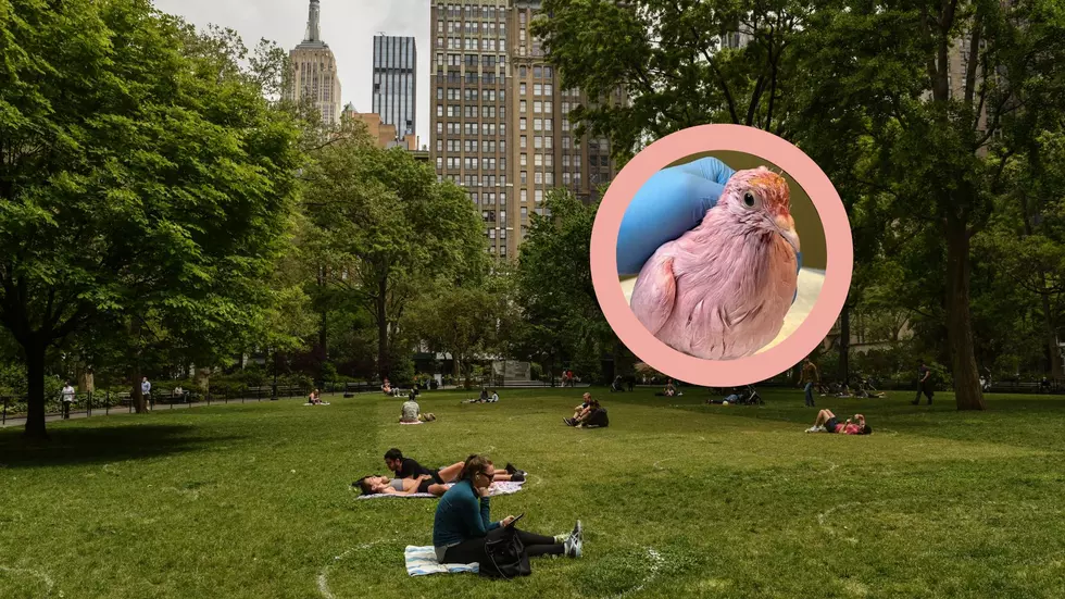 Sad Update on New York's Pink Pigeon 'Flamingo'