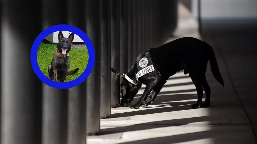 Albany K9 Officer Passes Unexpectedly, Thank You For Your Service Amber