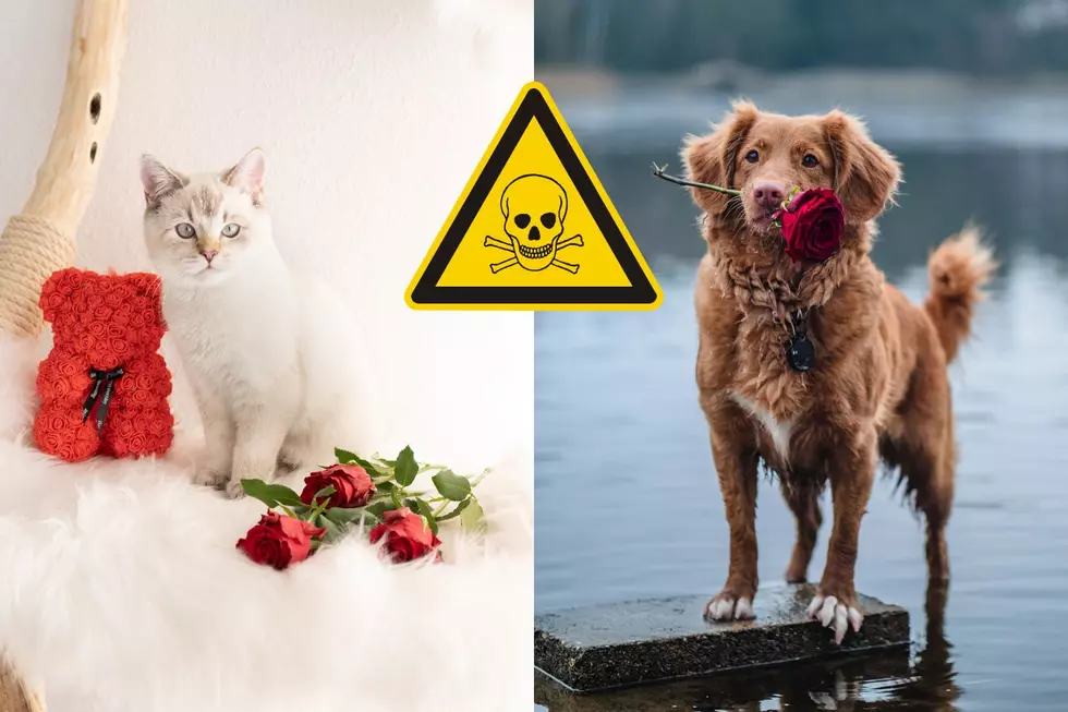 Be Careful, These Valentines Day Flowers Could Poison Your Pets