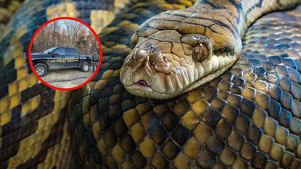14 Foot Python Found On the Side of This New York Roadway
