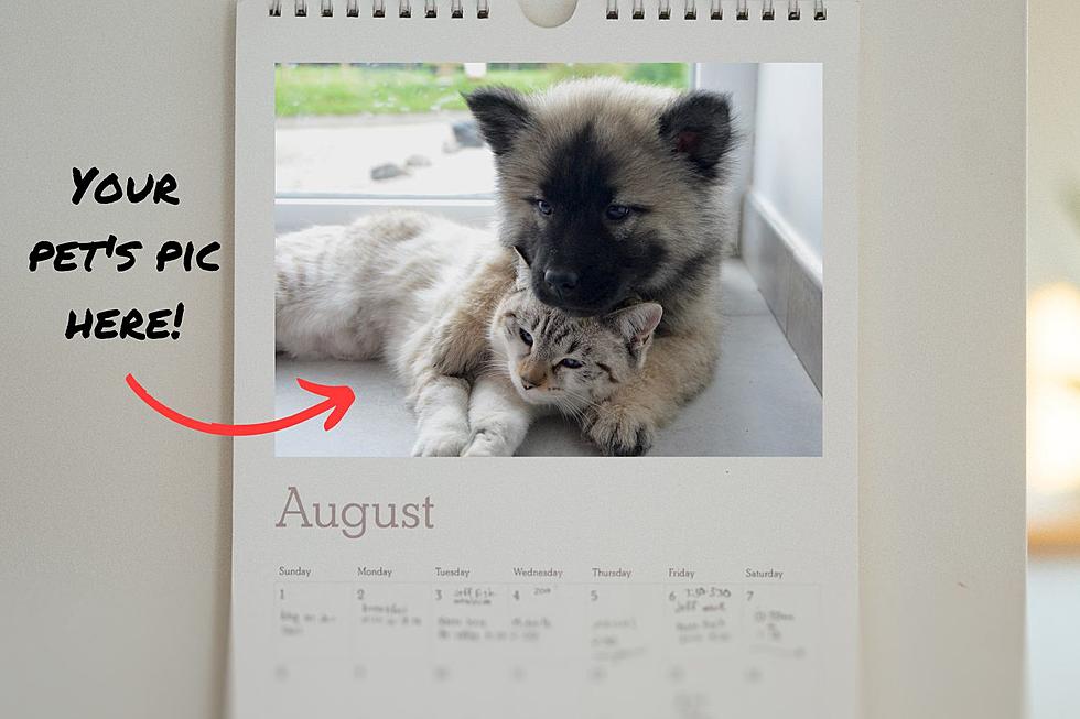 Your Pet Could Be on the Cover of the APF 2024 Calendar!