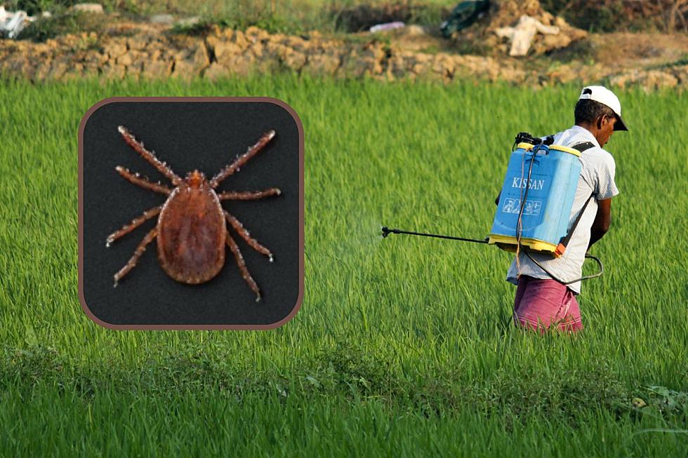Beware! This New Tick Found in NY Could Carry Deadly Diseases
