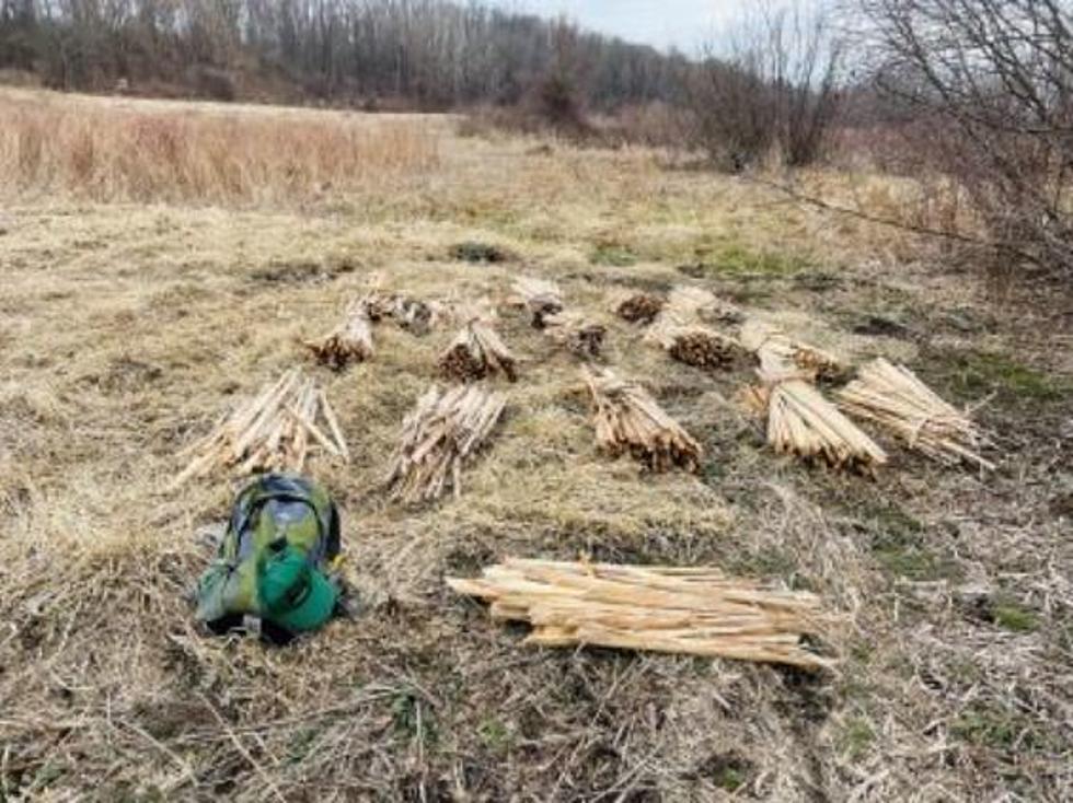 2 New Yorkers Caught Cutting Down This Endangered Plant