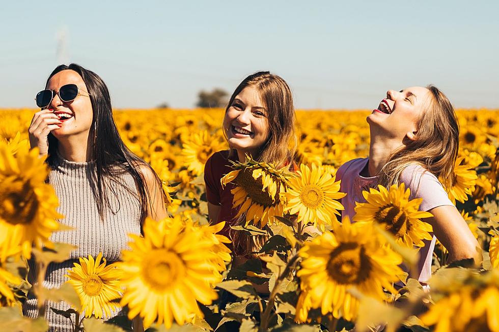 Stop Trespassing, Celebrate at This NY Sunflower Festival Instead