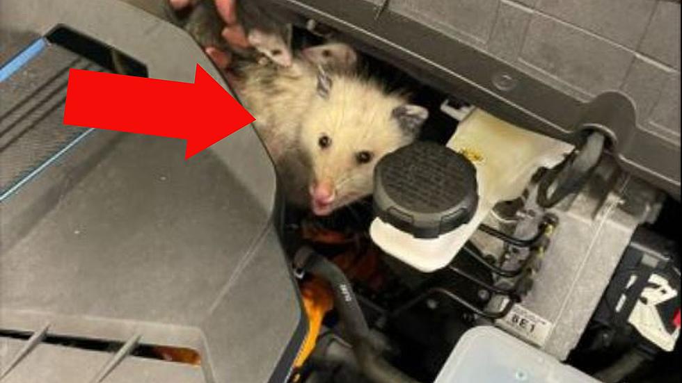 New York Car Dealership Calls for Help After Finding This! What?!