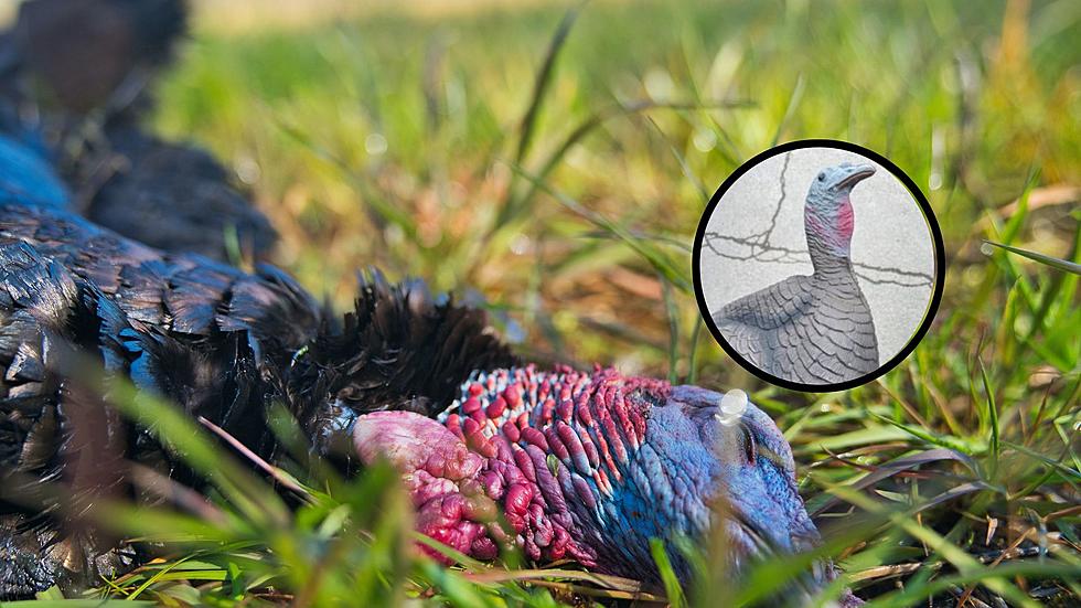 New York Man Illegally Shoots Turkey But It Wasn't A Turkey!