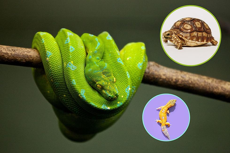 Miss Last Week’s Reptile Expo? Don’t Worry, It’s Returning to NY!
