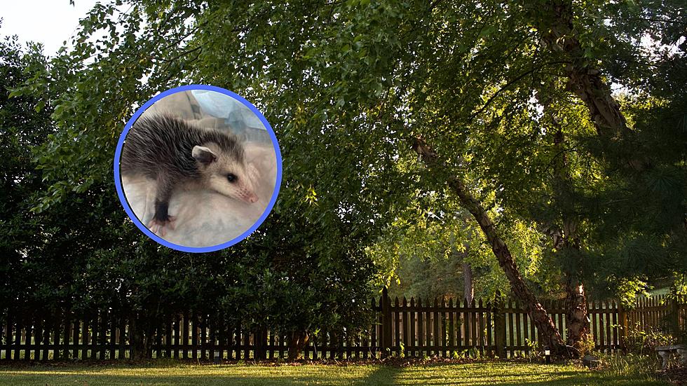 This Baby Possum Was Stolen In New York, Minutes Before It’s Rescue