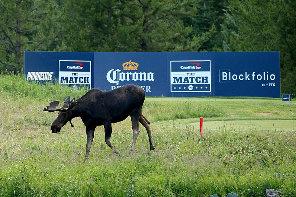 Tracking Moose In New York State, How Far Do They Travel In A Year?