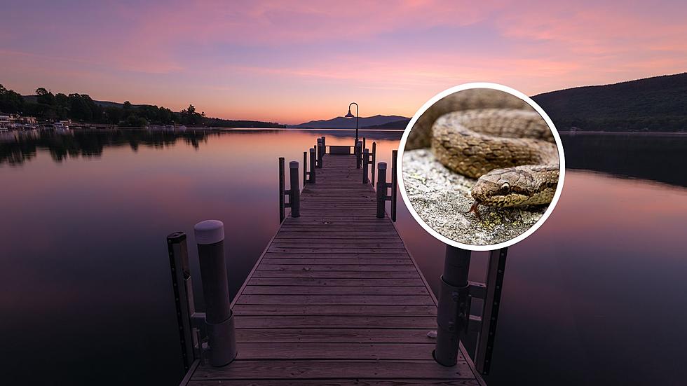 The 6 Most Snake Infested Lakes In New York! Swimming With Snakes?