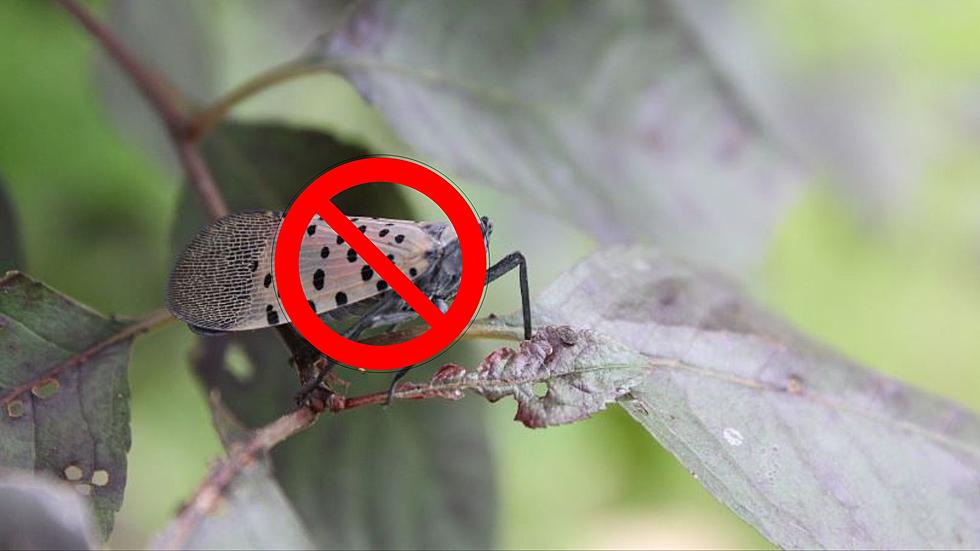 Beware New York! This Insect Has Invaded and If You See it, Kill It Immediately