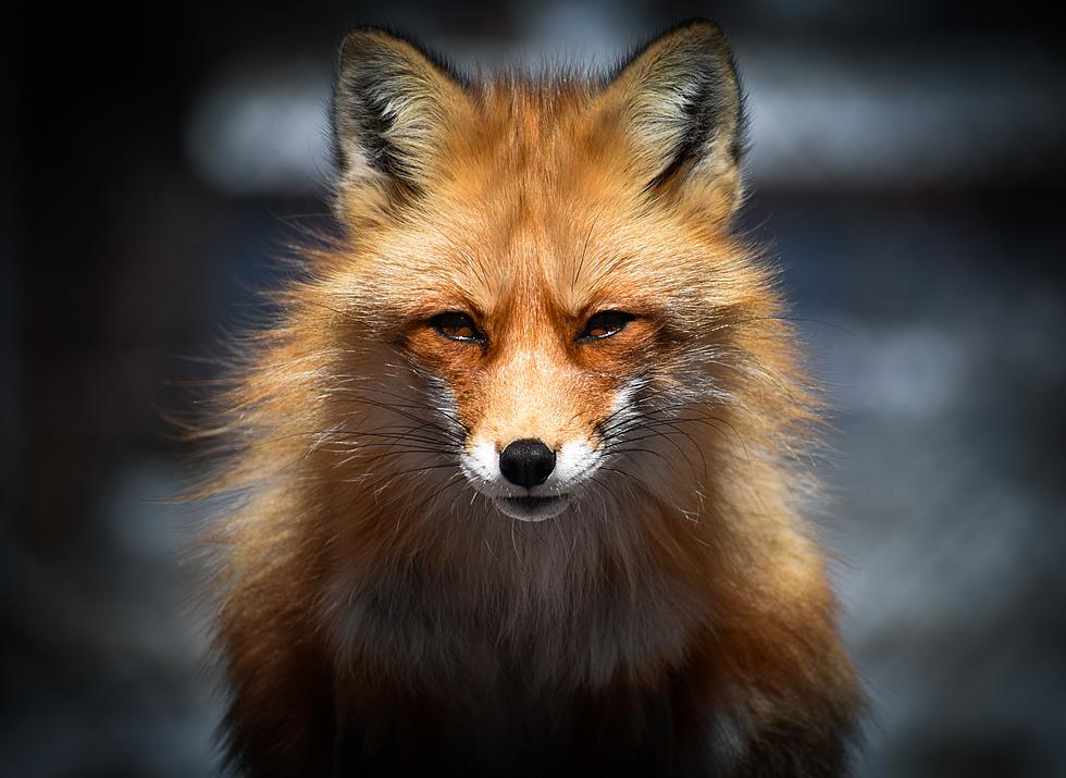 3 Upstate New York Residents Attacked By Rabid Fox