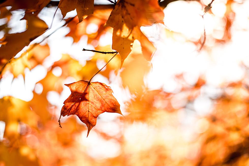 It’s New York State Leaf Peeping Season, What Can You Expect This Fall?