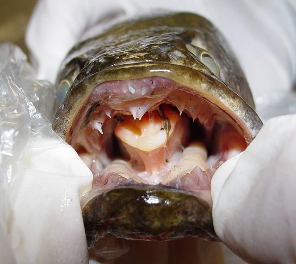 Beware! Land Walking, Air Breathing ‘Frankenfish’ found in New York, See it, Kill It!