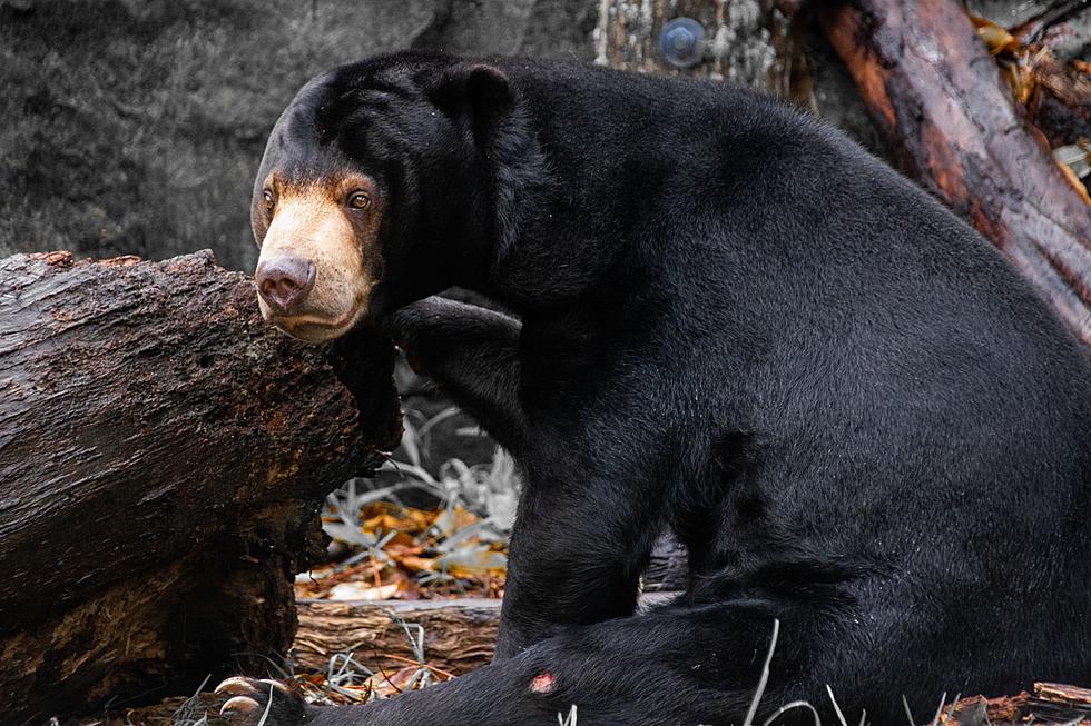 Hey New York, Stop Feeding the Bear Population, You Could Be Harming Them