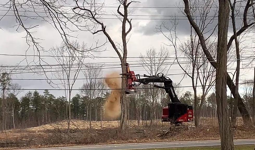 What Is Happening to This Albany New York Forest? Watch the Tree Removal Video