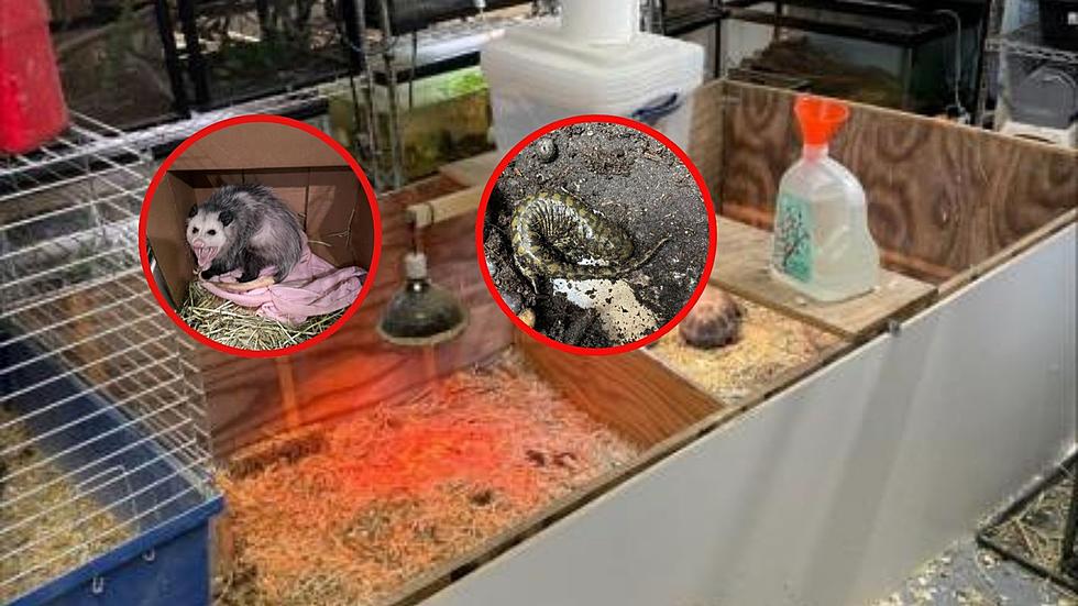 Hoarding! More Than 100 Rare and Endangered Animals Discovered In This New York Home