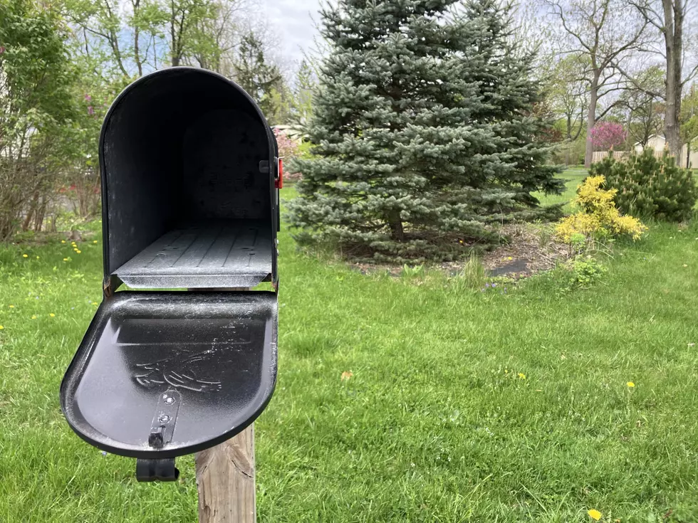New York Mailboxes Are Being Invaded By Ants! Why?
