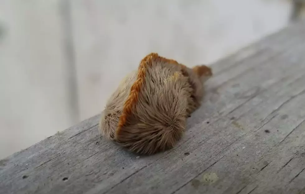 Have You Seen the Most Venomous Caterpillar In America In New York State?