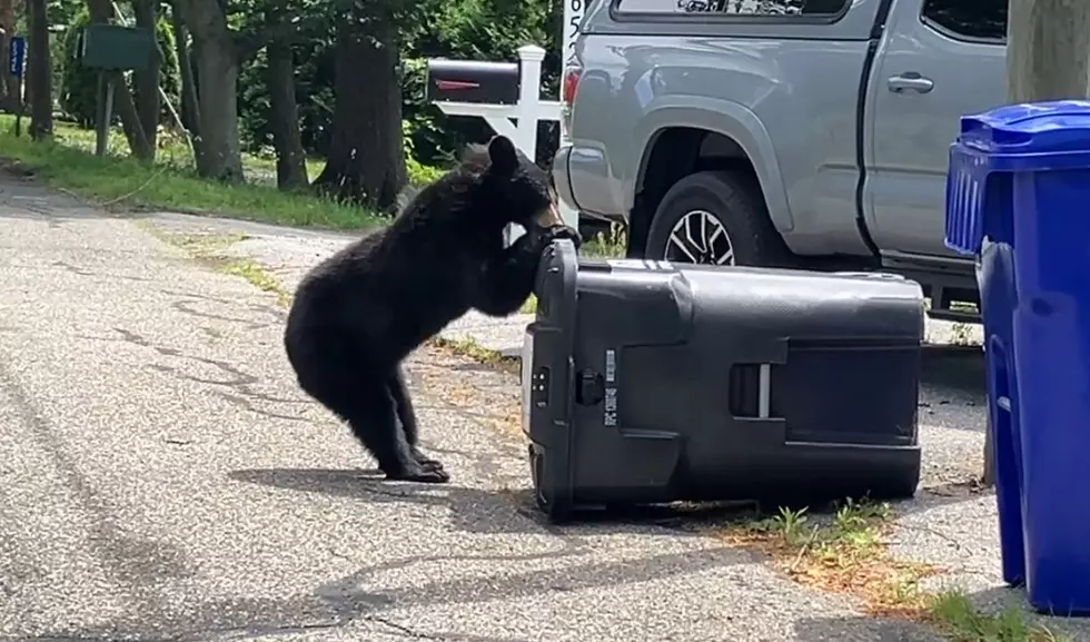 Watch! Bear Wrestling With A Garbage Can In Upstate New York