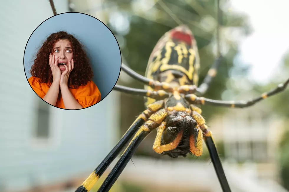 Giant Flying Venomous Spiders Heading To New York State