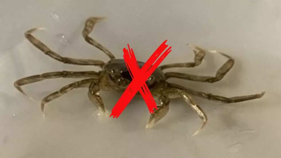 This Invasive Mitten Crab Found In New York State, Remove It and Freeze It