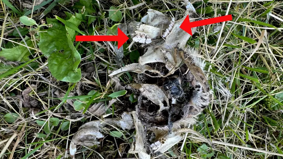 Animal Bones Found In Niskayuna New York Yard, What Is It?