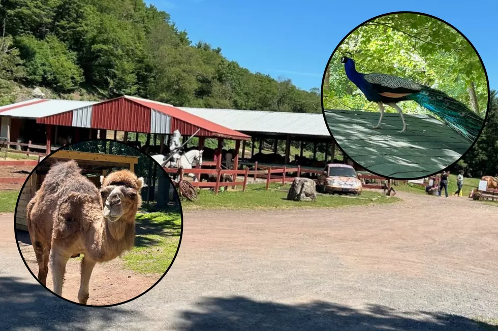 See Exotics Animals and More at This Animal Park in Upstate New York