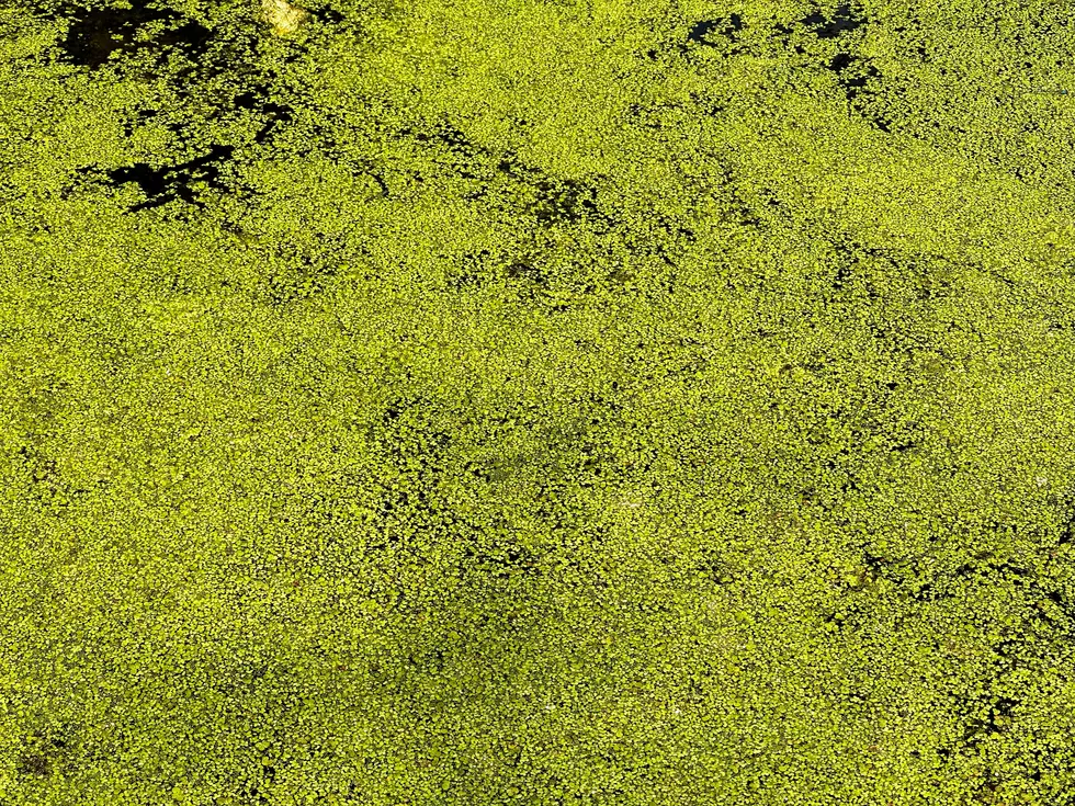 Stay Away! This Green Scum, Found In New York Lakes, Can Be Toxic To You And Your Pets