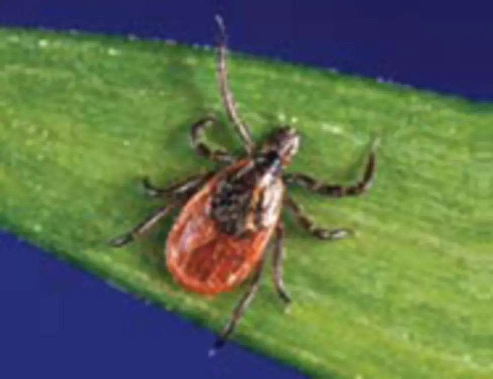 Deer Tick, Lyme Disease